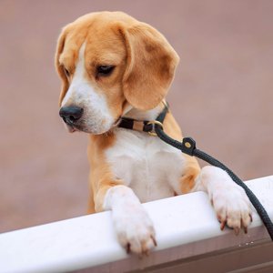 Healthy Beagle | Lemon & White | Puppy named Beagle | Lemon & White | Puppy available in Mohali