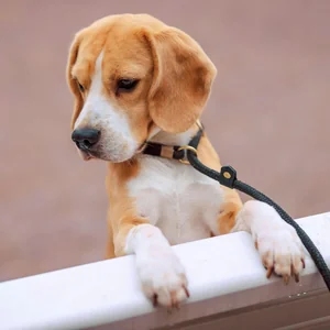 Healthy Beagle | Lemon & White | Puppy named Beagle | Lemon & White | Puppy available in Mohali
