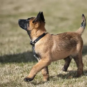 Healthy Belgian Malinois Puppy named Belgian Malinois Puppy available in Mohali