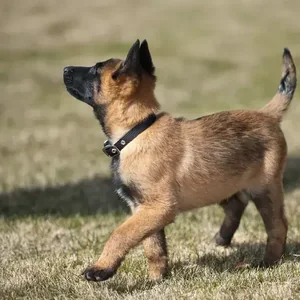 Healthy Belgian Malinois Puppy named Belgian Malinois Puppy available in Mohali
