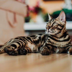 Healthy Bengal Kitten named Bengal Kitten available in Mohali