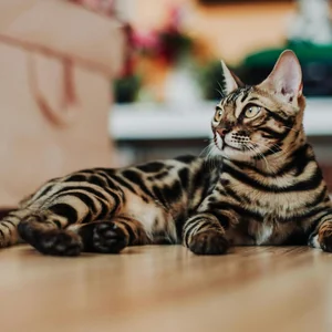 Healthy Bengal Kitten named Bengal Kitten available in Mohali