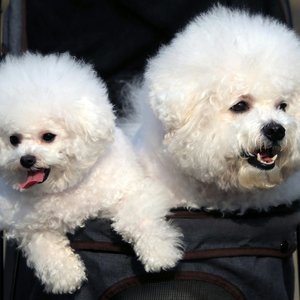 Healthy Bichon Frise Puppy named Bichon Frise Puppy available in Mohali