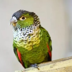 Healthy Black Capped Conure named Black Capped Conure available in Mohali