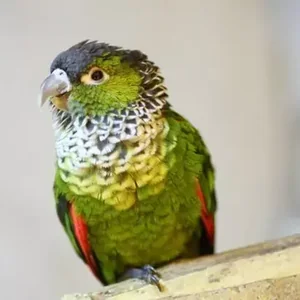 Healthy Black Capped Conure named Black Capped Conure available in Mohali