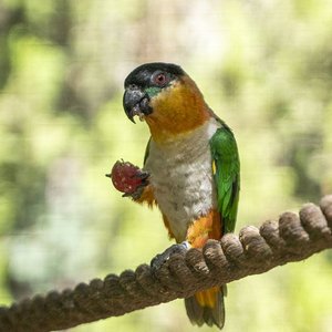 Healthy Black Headed Caique named Black Headed Caique available in Mohali