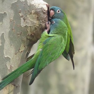 Healthy Blue Crown Conure named Blue Crown Conure available in Mohali