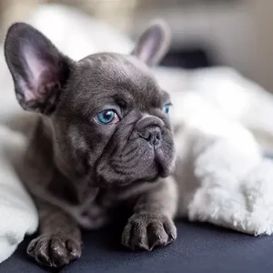 Healthy French Bulldog Puppy | Blue named French Bulldog Puppy | Blue available in Gurgaon