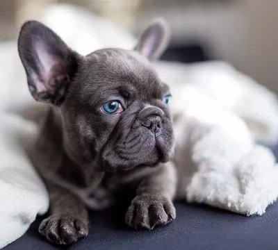 Healthy French Bulldog Puppy | Blue French Bulldog Puppy | Blue available for doorstep delivery