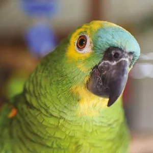Healthy Blue Fronted Amazon named Blue Fronted Amazon available in Mohali