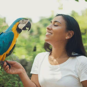 Healthy Blue & Gold Macaw named Blue & Gold Macaw available in Mohali