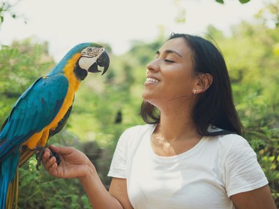 Blue & Gold Macaw