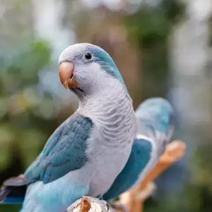 Healthy Blue Monk | Blue Quaker Parrot named Blue Monk | Blue Quaker Parrot available in Mohali