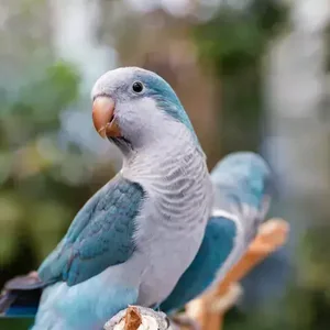 Healthy Blue Monk | Blue Quaker Parrot named Blue Monk | Blue Quaker Parrot available in Mohali