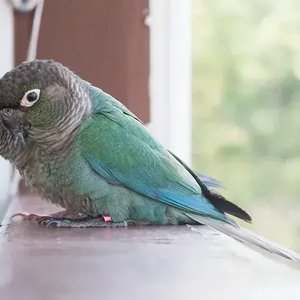 Healthy Blue Sided | Turquoise Conure named Blue Sided | Turquoise Conure available in Mohali