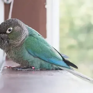 Healthy Blue Sided | Turquoise Conure named Blue Sided | Turquoise Conure available in Mohali