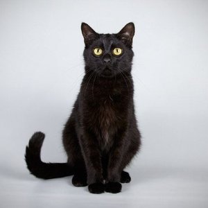 Healthy Bombay Kitten named Bombay Kitten available in Mohali