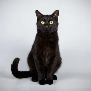 Healthy Bombay Kitten named Bombay Kitten available in Mohali