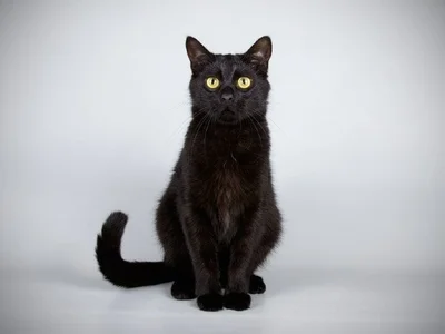 Bombay Kitten