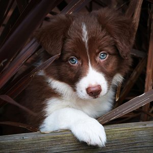Healthy Border Collie Puppy named Border Collie Puppy available in Mohali