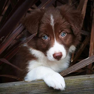 Healthy Border Collie Puppy named Border Collie Puppy available in Mohali