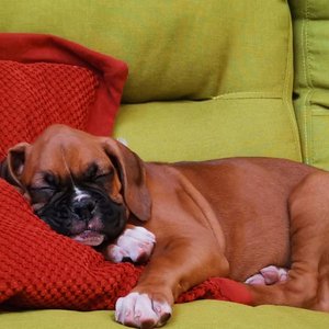 Healthy Boxer Puppy named Boxer Puppy available in Mohali