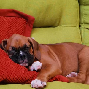 Healthy Boxer Puppy named Boxer Puppy available in Mohali