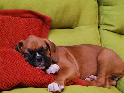 Boxer Puppy