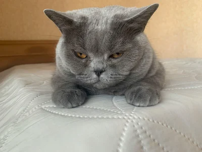 British Short Hair Kitten