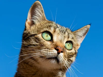 British Short Hair Kitten