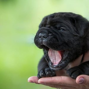 Healthy Cane Corso Puppy named Cane Corso Puppy available in Mohali