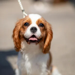Healthy Cavalier King Charles Spaniel Puppy named Cavalier King Charles Spaniel Puppy available in Mohali
