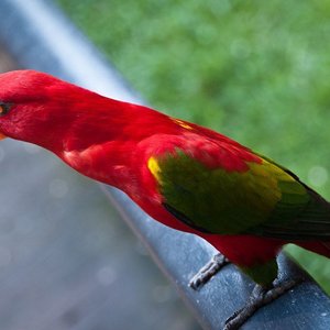 Healthy Chattering Lorikeet named Chattering Lorikeet available in Mohali
