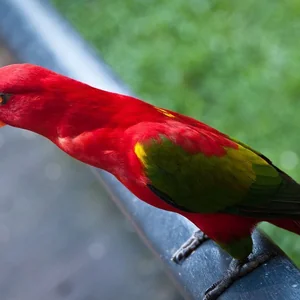 Healthy Chattering Lorikeet named Chattering Lorikeet available in Mohali
