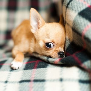 Healthy Chihuahua Puppy named Chihuahua Puppy available in Mohali