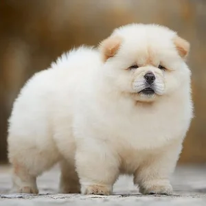 Healthy Chow Chow Puppies named Chow Chow Puppies available in Mohali