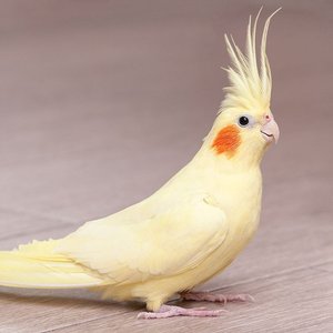 Healthy Cockatiel named Cockatiel available in Mohali