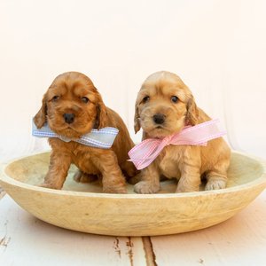 Healthy Cocker Spaniel Puppy named Cocker Spaniel Puppy available in Mohali