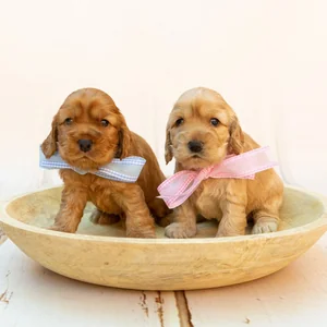 Healthy Cocker Spaniel Puppy named Cocker Spaniel Puppy available in Mohali