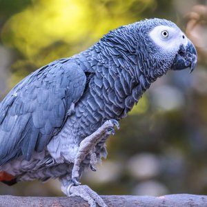 Healthy African Grey Parrot named African Grey Parrot available in Mohali