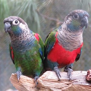 Healthy Crimson Bellied Conure named Crimson Bellied Conure available in Mohali