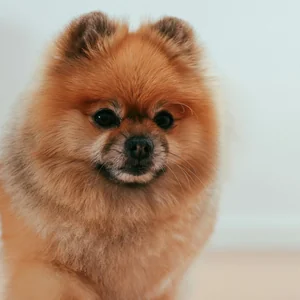 Healthy Culture Pom Puppy named Culture Pom Puppy available in Mohali