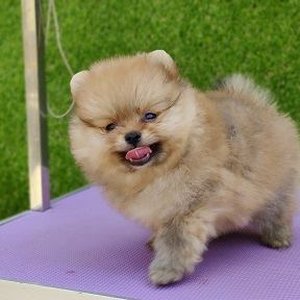 Healthy Culture Toy Pom Puppy named Culture Toy Pom Puppy available in Mohali
