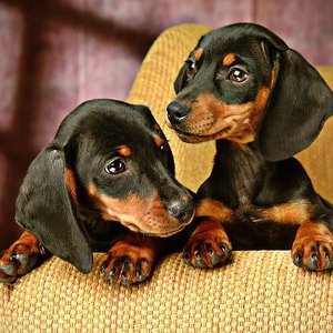 Healthy Dachshund Puppy named Dachshund Puppy available in Mohali
