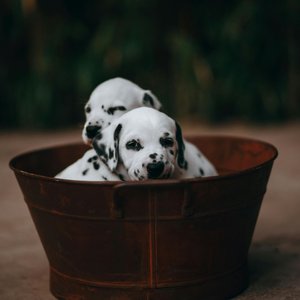 Healthy Dalmatian Puppy named Dalmatian Puppy available in Mohali
