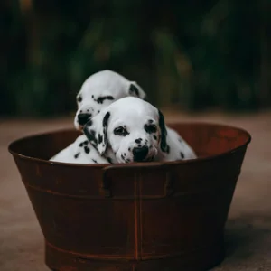 Healthy Dalmatian Puppy named Dalmatian Puppy available in Mohali