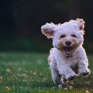 Healthy Dalmatian Puppy | White & Black named Dalmatian Puppy | Black & White available in Gurgaon