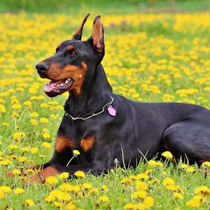 Healthy Doberman Pinscher Puppy named Doberman Pinscher Puppy available in Mohali