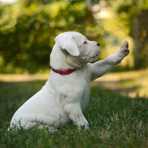 Healthy Dogo Argentino Puppy named Dogo Argentino Puppy available in Mohali