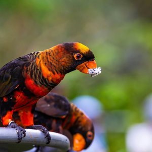 Healthy Dusky Lorikeet named Dusky Lorikeet available in Mohali